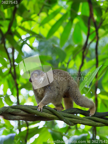 Image of Lemur in Madagascar
