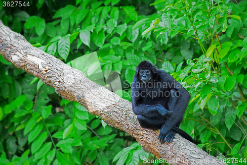 Image of Wild Spider Monkey