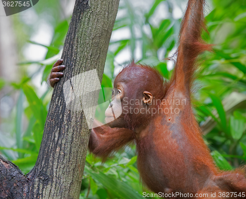 Image of Wild Borneo Orangutan