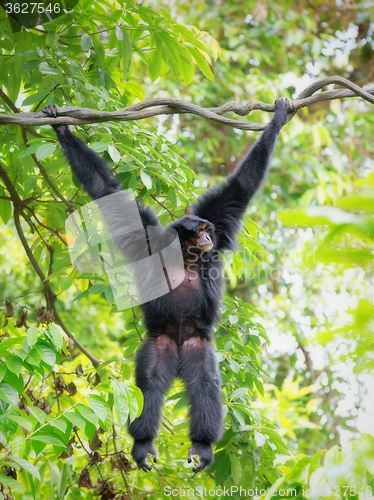 Image of Wild Siamang Gibbon