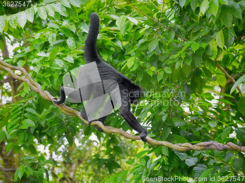 Image of Wild Spider Monkey