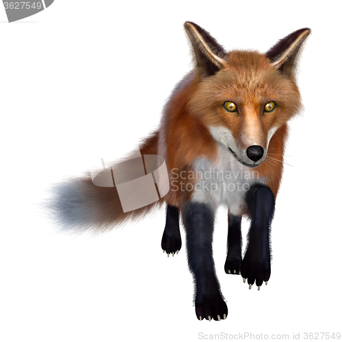 Image of Red Fox