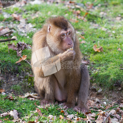 Image of Beautiful pig-tailed macaque (Macaca nemestrina)