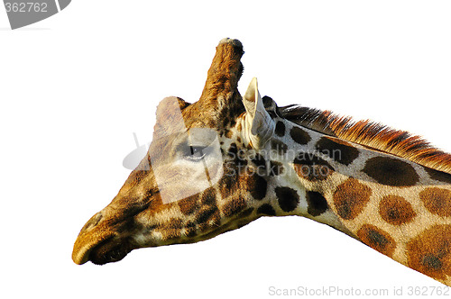 Image of giraffe