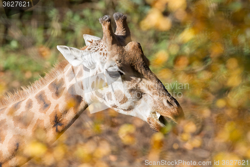 Image of Single giraffe feeding