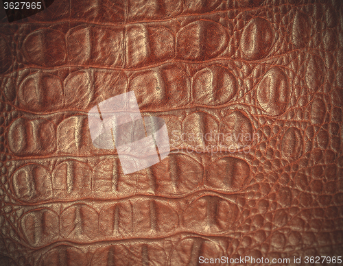 Image of crocodile skin