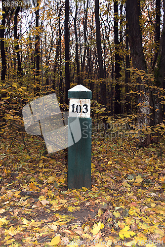 Image of a wooden pole in the forest