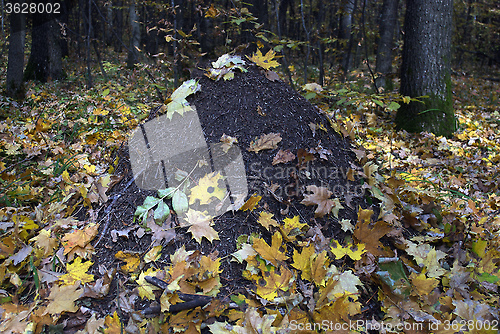 Image of anthill covered with autumn leaves