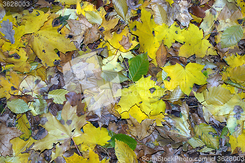 Image of autumn leaves