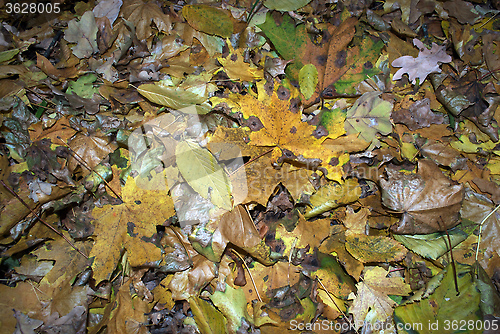 Image of Different autumn leaves