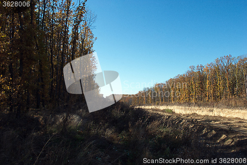 Image of Forest in autumn season