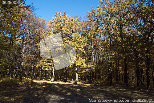Image of Forest in the autumn