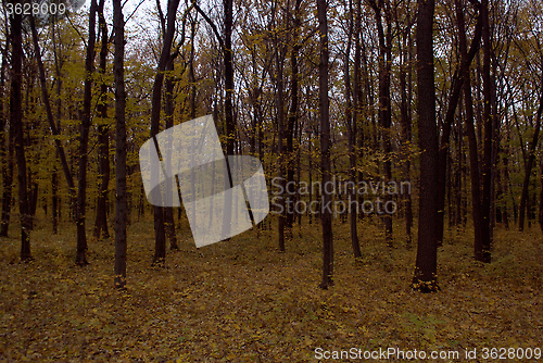 Image of forest in the evening