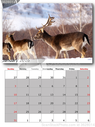 Image of wildlife calendar january 2016