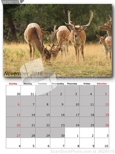 Image of wildlife calendar november 2016