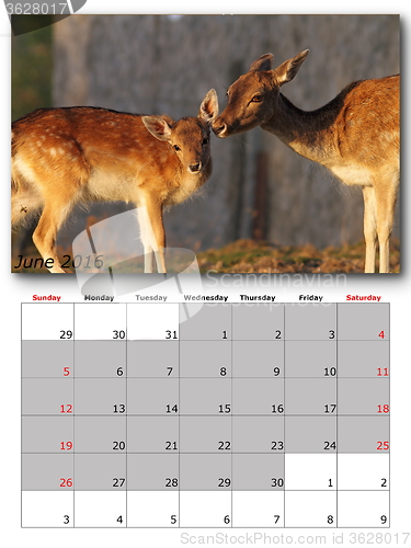 Image of wildlife calendar june 2016