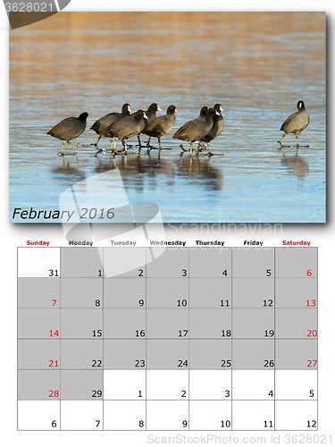 Image of wildlife calendar february 2016