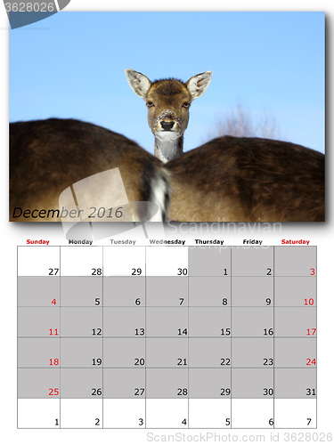 Image of wildlife calendar december 2016