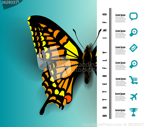 Image of Realistic butterfly top view