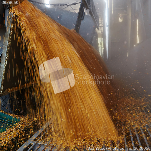 Image of the corn unloaded