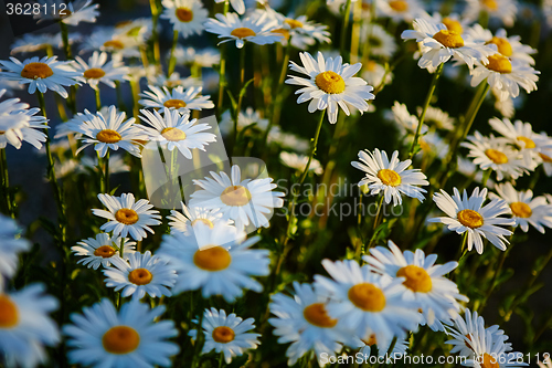 Image of Lovely blossom daisy flowers background.