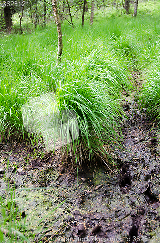 Image of High grass