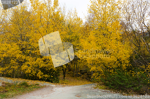 Image of atumn tree in forrest