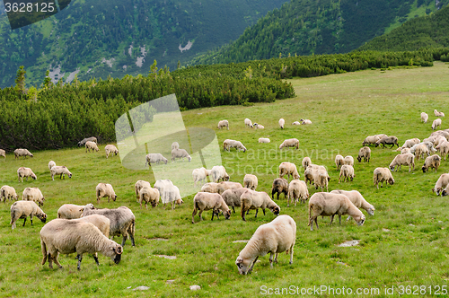 Image of Alpine pastures in Retezat National Park, Carpathians, Romania. 