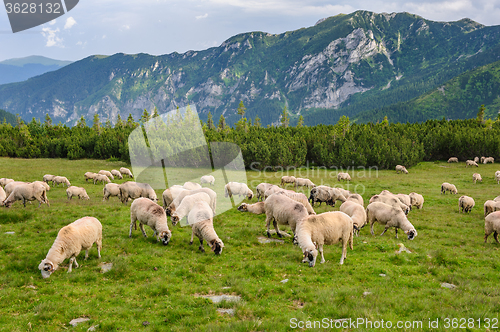 Image of Alpine pastures in Retezat National Park, Carpathians, Romania. 