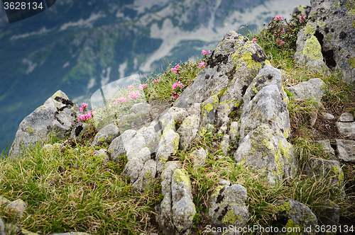 Image of Rhododendron flowers of Retezat Mountains, Romania, Europe