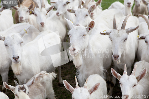 Image of Flock Buren goats