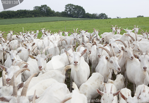 Image of Boer goats