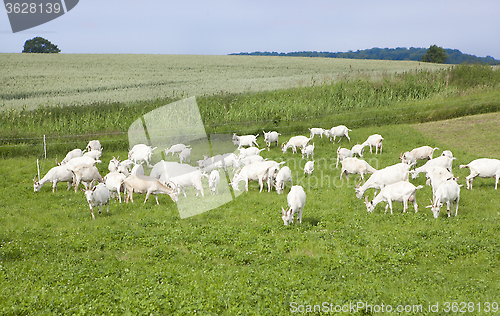 Image of Goats on pasture