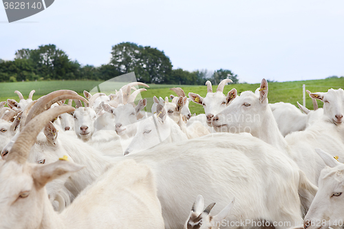 Image of Herd of goats on pasture