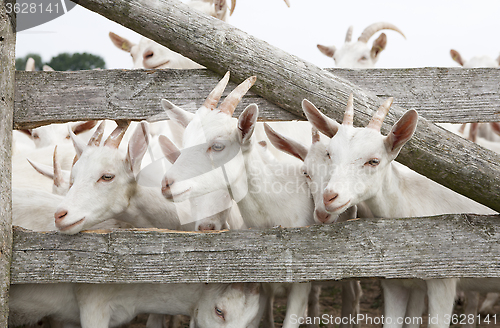 Image of young goat