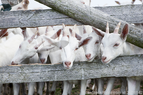 Image of goats