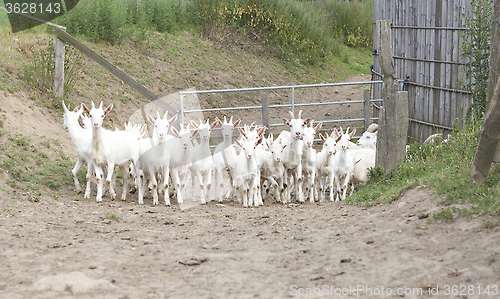 Image of herd of goats