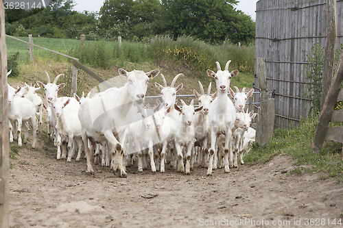 Image of Flock white goats