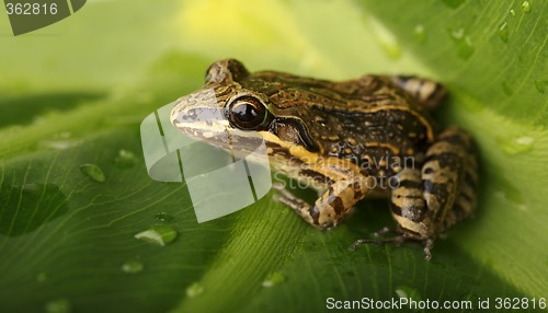 Image of Frog