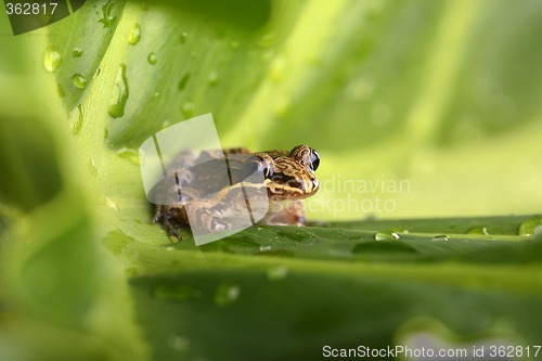 Image of A small Frog