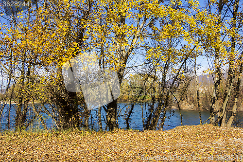 Image of Trees along Lake in the autumn