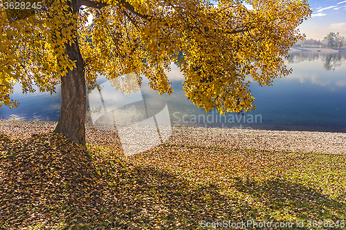Image of Trees along Lake in the autumn