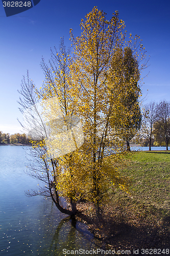 Image of Trees along Lake in the autumn