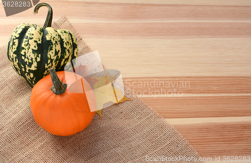 Image of Harlequin and small orange pumpkin with maple leaves