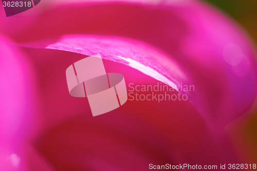 Image of dhalia purple flower