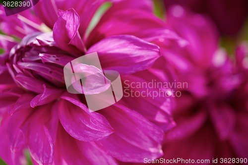 Image of dhalia purple flower