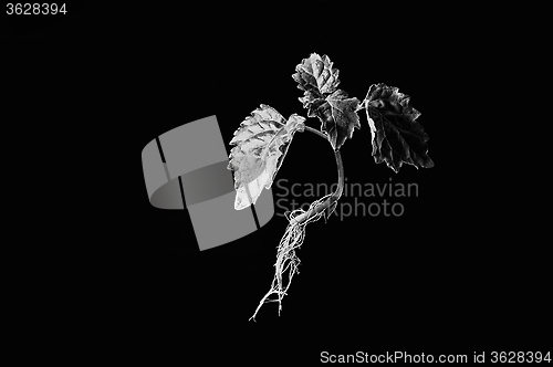 Image of young patchouli plant suspended in monotone