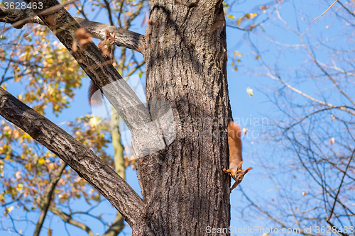 Image of Squirrels on the tree