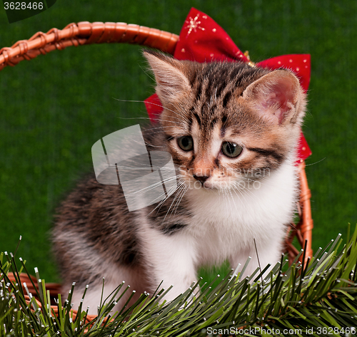 Image of Kitten with Christmas fir tree