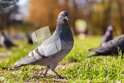 Image of Pigeon bird walking